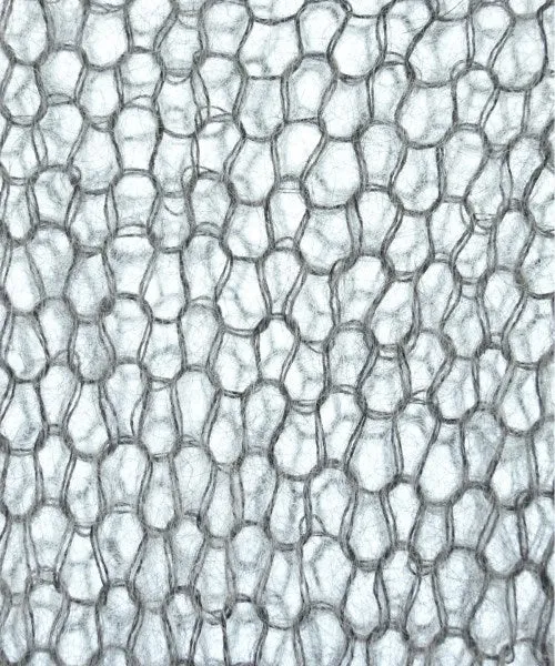 Curensology Pullover